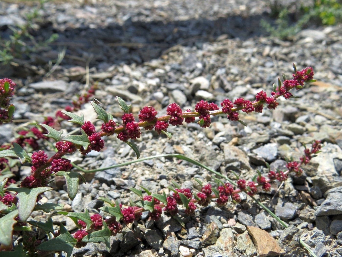 Image of Blitum virgatum specimen.