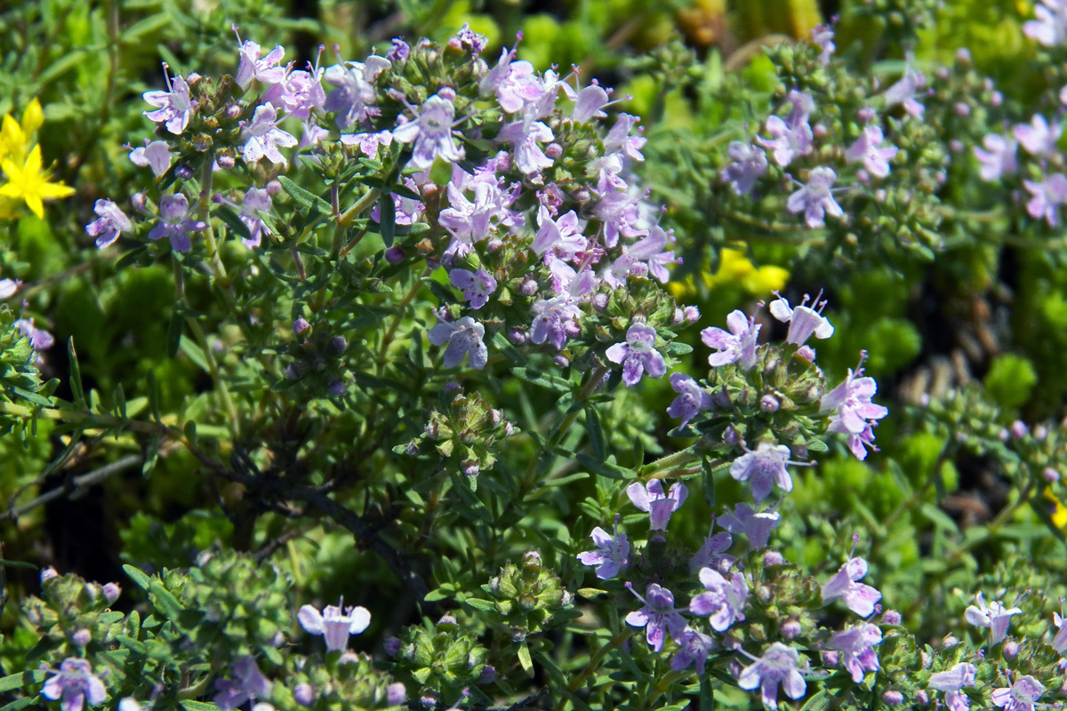 Изображение особи род Thymus.