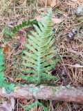 Polypodium interjectum