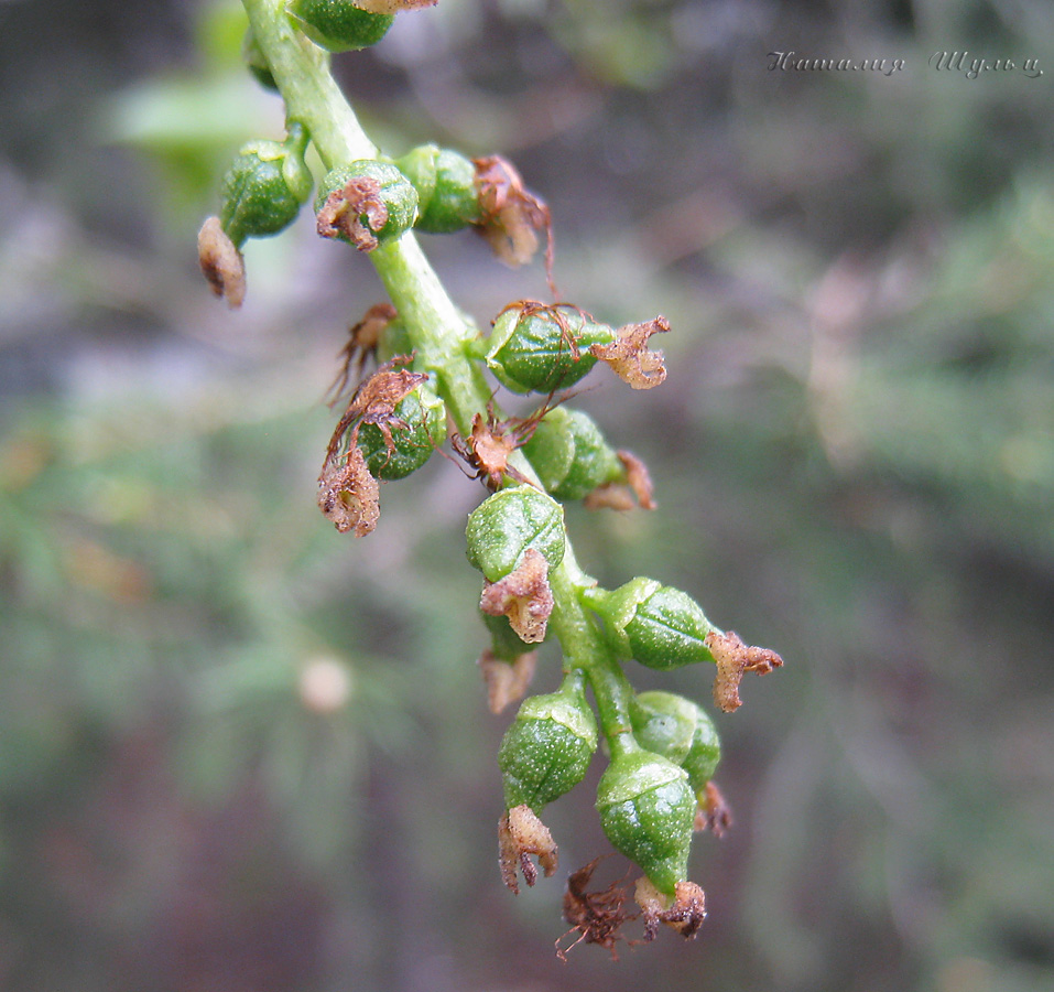 Изображение особи Populus balsamifera.