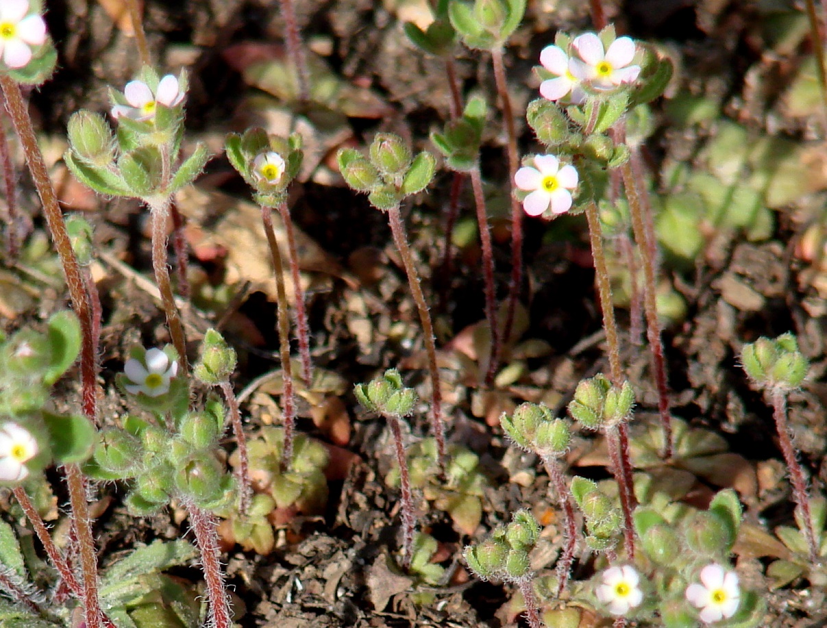 Image of Androsace maxima specimen.