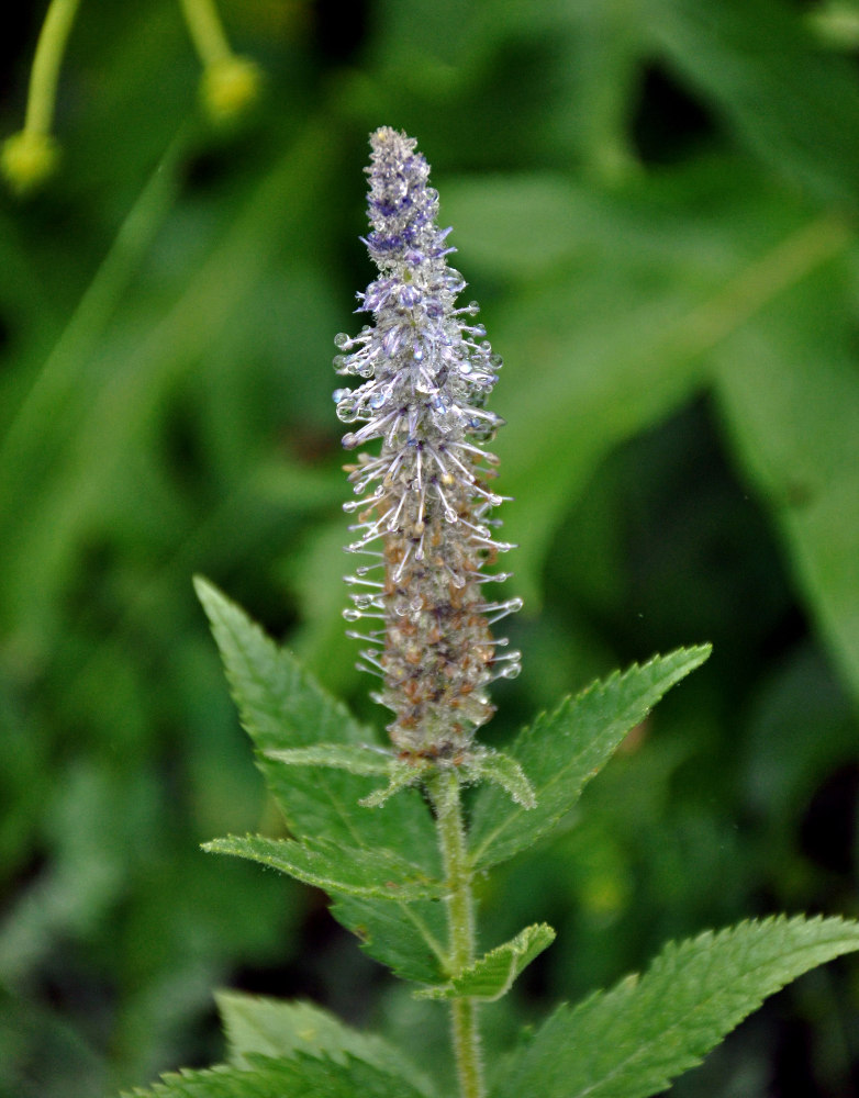 Изображение особи Veronica sajanensis.