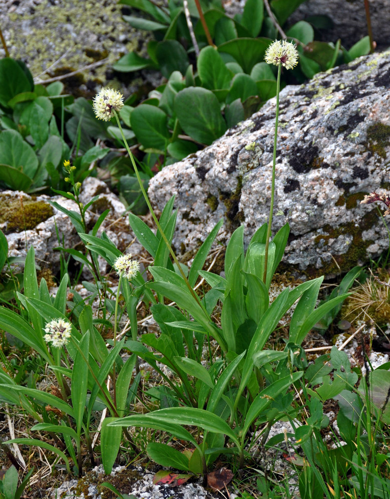 Image of Allium microdictyon specimen.
