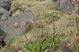 genus Campanula. Плодоносящие растения. Грузия, Душетский муниципалитет, левосторонняя морена над озером Абуделаури, выс. ок 2840 м н.у.м. 02.08.2018.