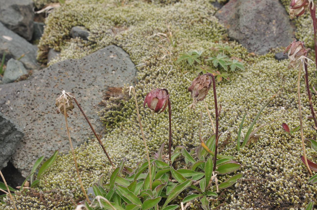 Image of genus Campanula specimen.