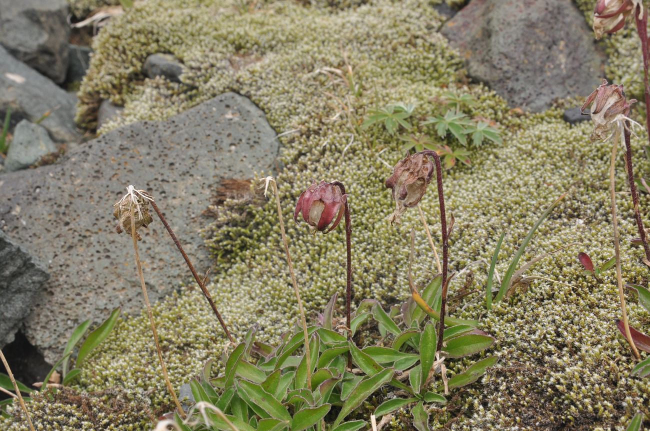 Image of genus Campanula specimen.