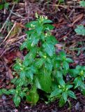 Mercurialis annua