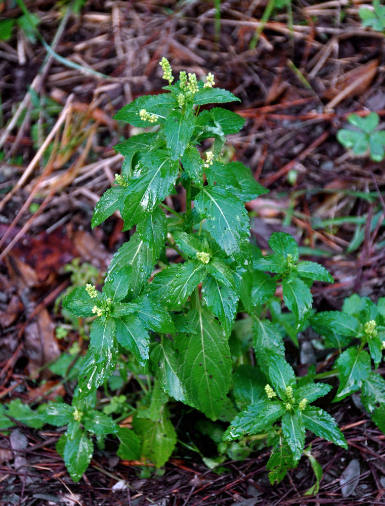 Image of Mercurialis annua specimen.