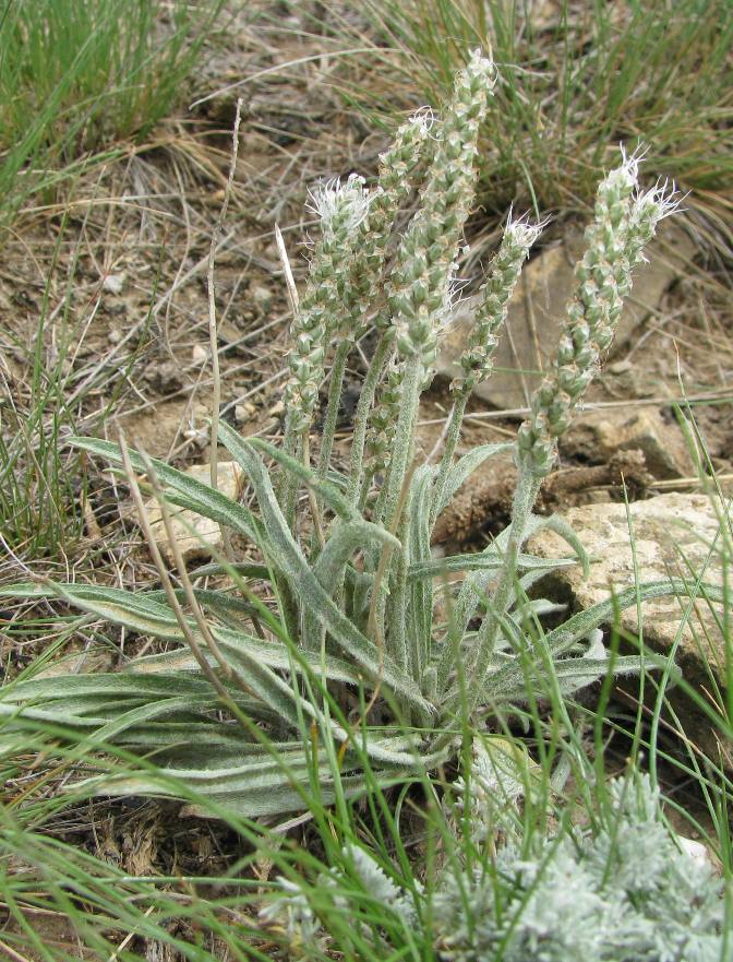 Изображение особи Plantago krascheninnikovii.