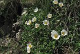 Dryas octopetala