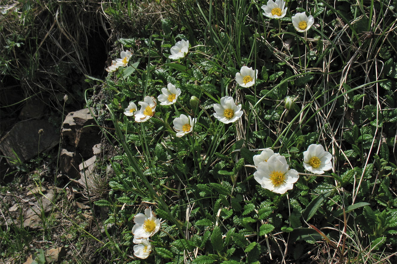 Изображение особи Dryas octopetala.