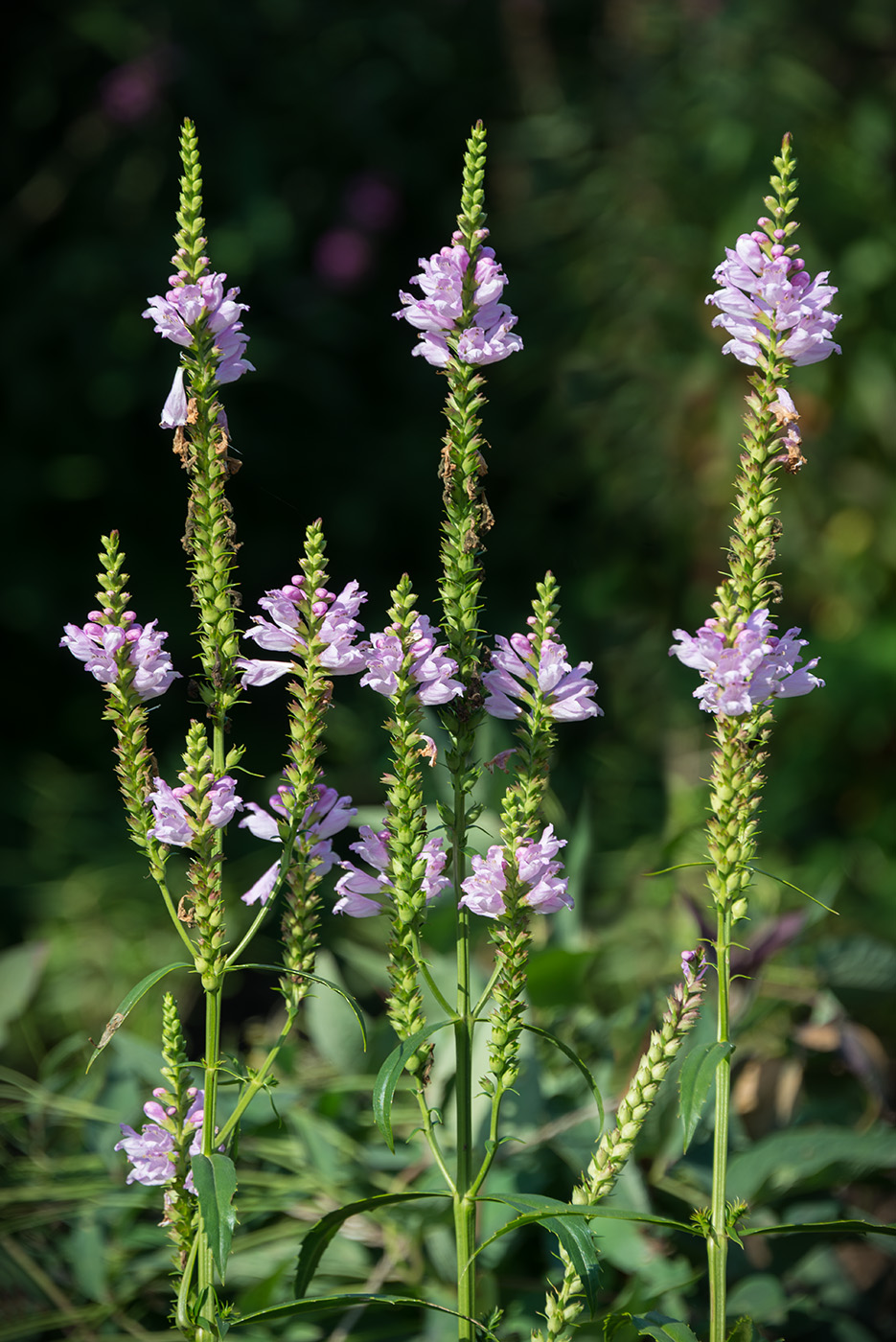 Изображение особи Physostegia virginiana.