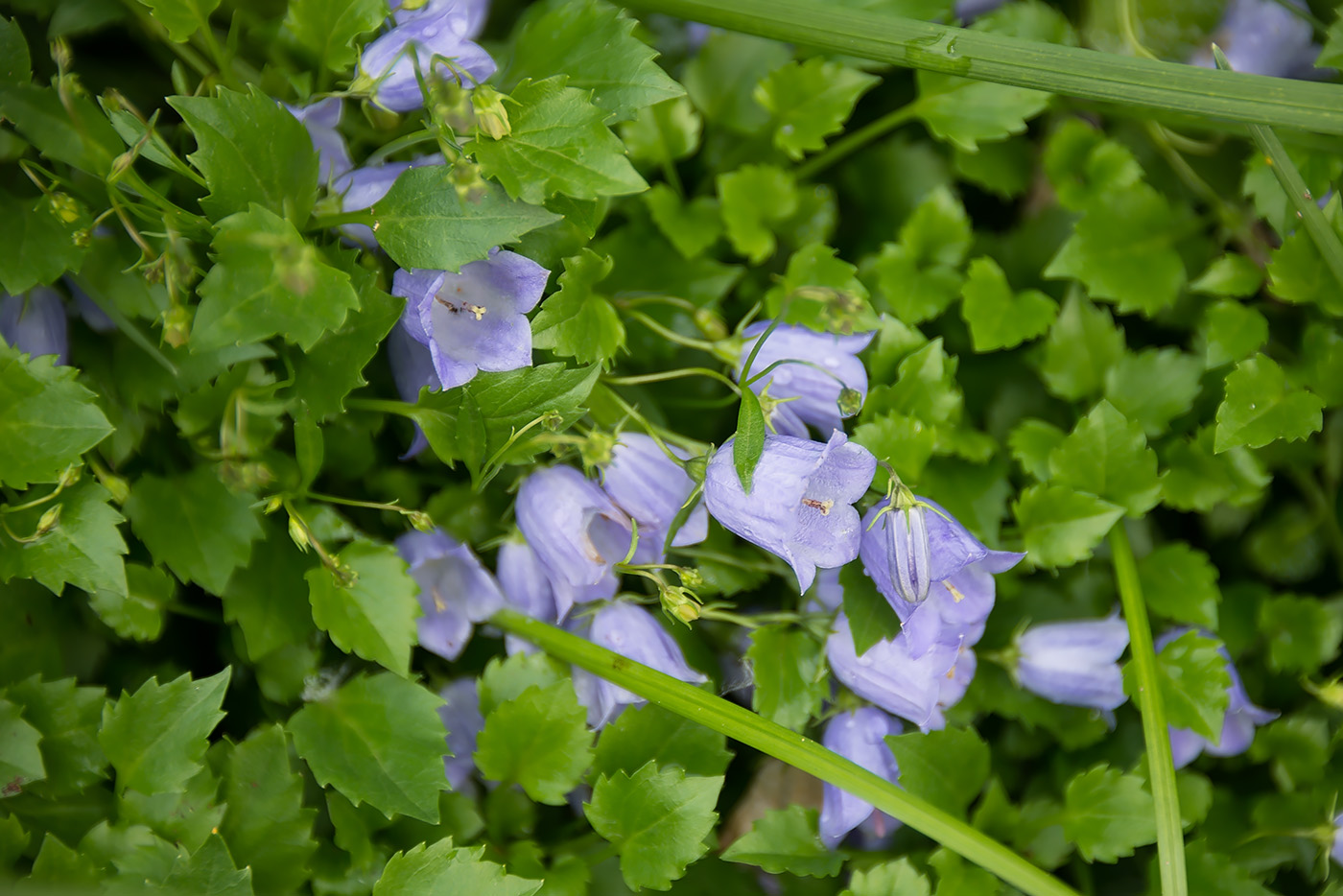 Изображение особи Campanula cochleariifolia.