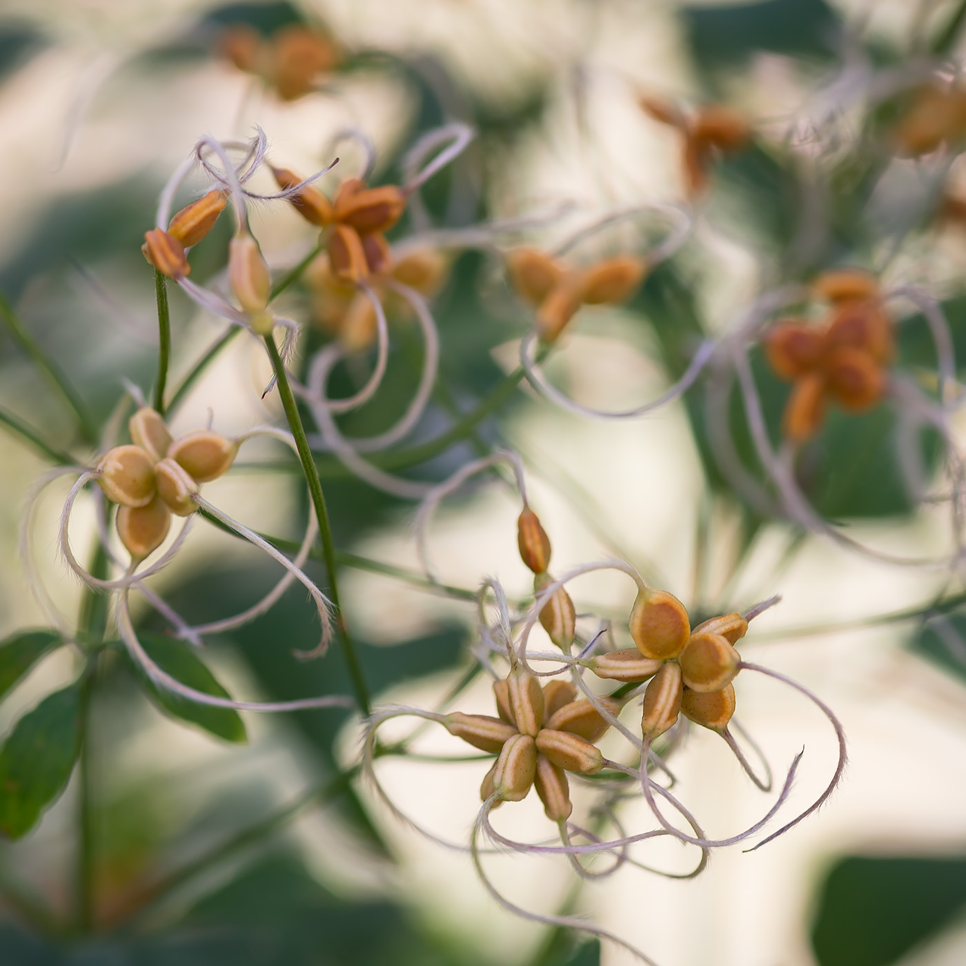 Image of Clematis recta specimen.