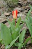 Tulipa ivasczenkoae