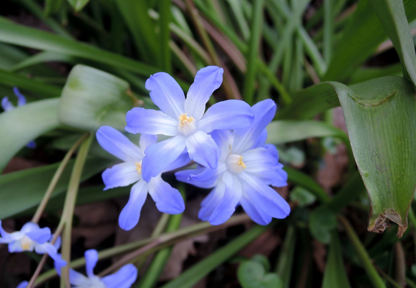 Изображение особи Chionodoxa forbesii.