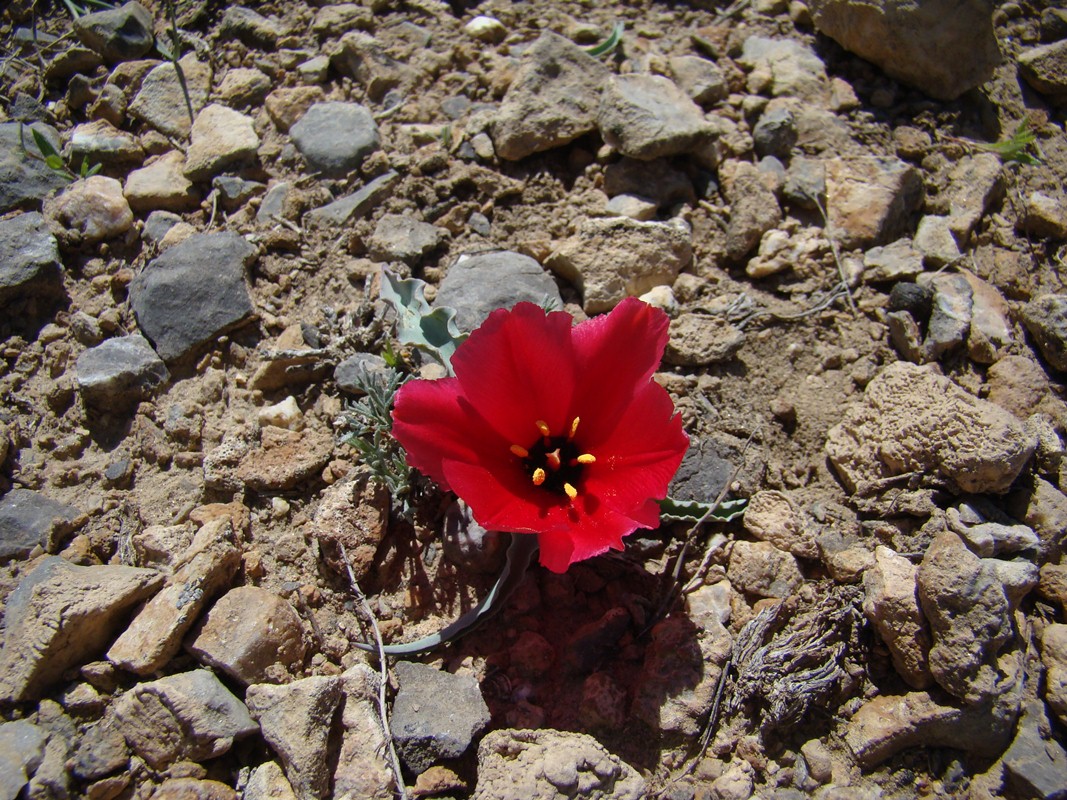 Image of Tulipa rosea specimen.
