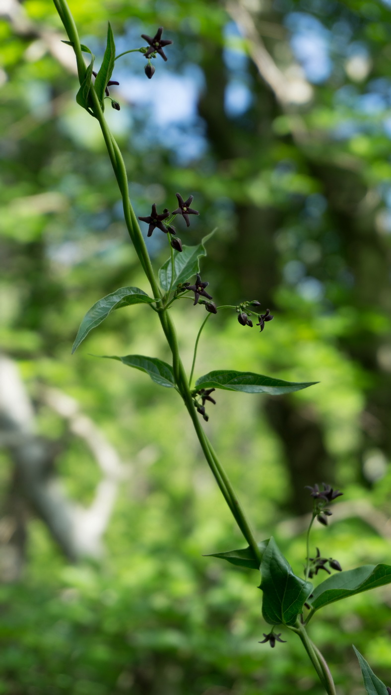 Image of Vincetoxicum scandens specimen.