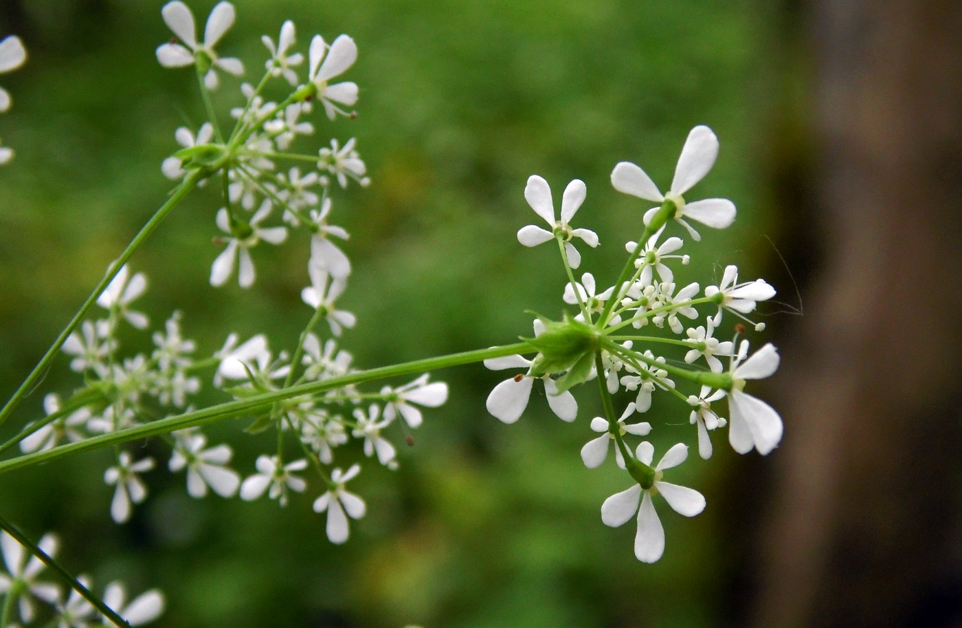 Изображение особи Anthriscus schmalhausenii.