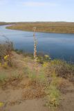 Eremurus inderiensis