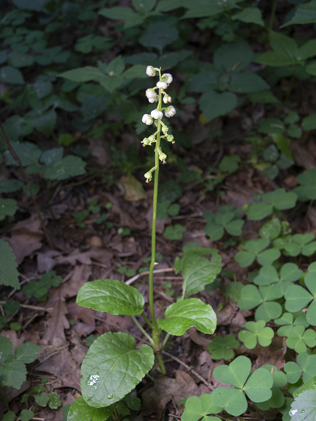 Image of Pyrola minor specimen.