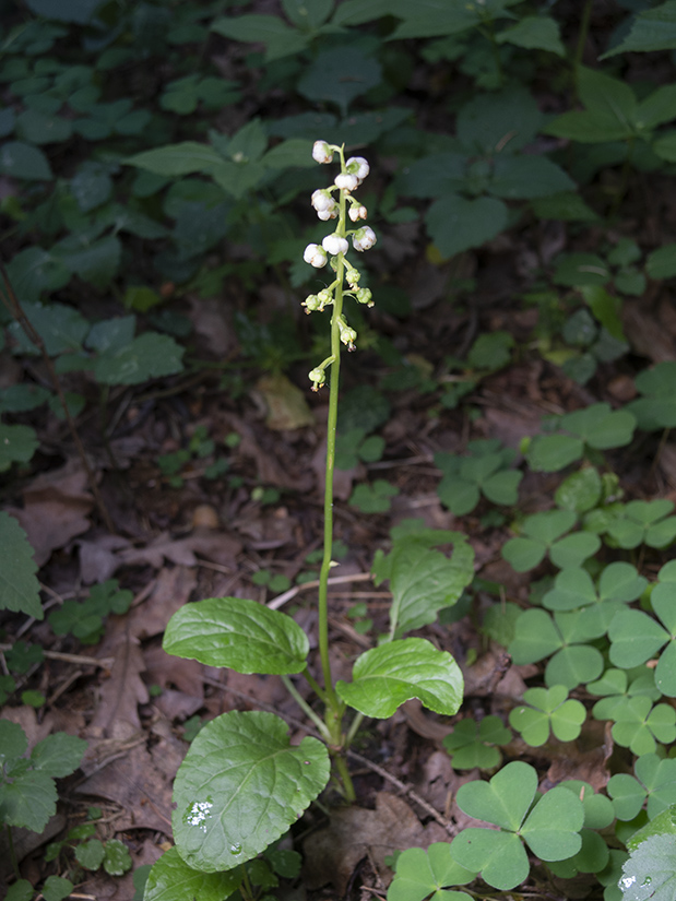 Image of Pyrola minor specimen.