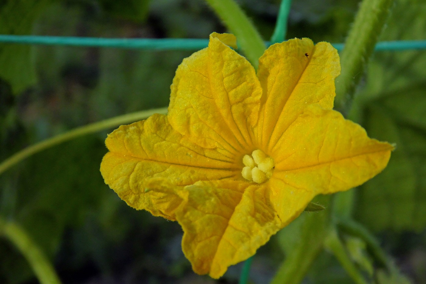 Изображение особи Cucumis sativus.