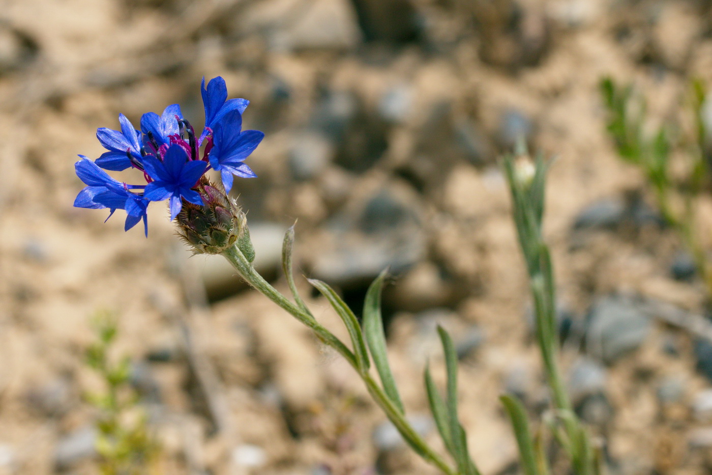 Изображение особи Centaurea depressa.