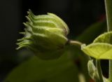 Abutilon theophrasti