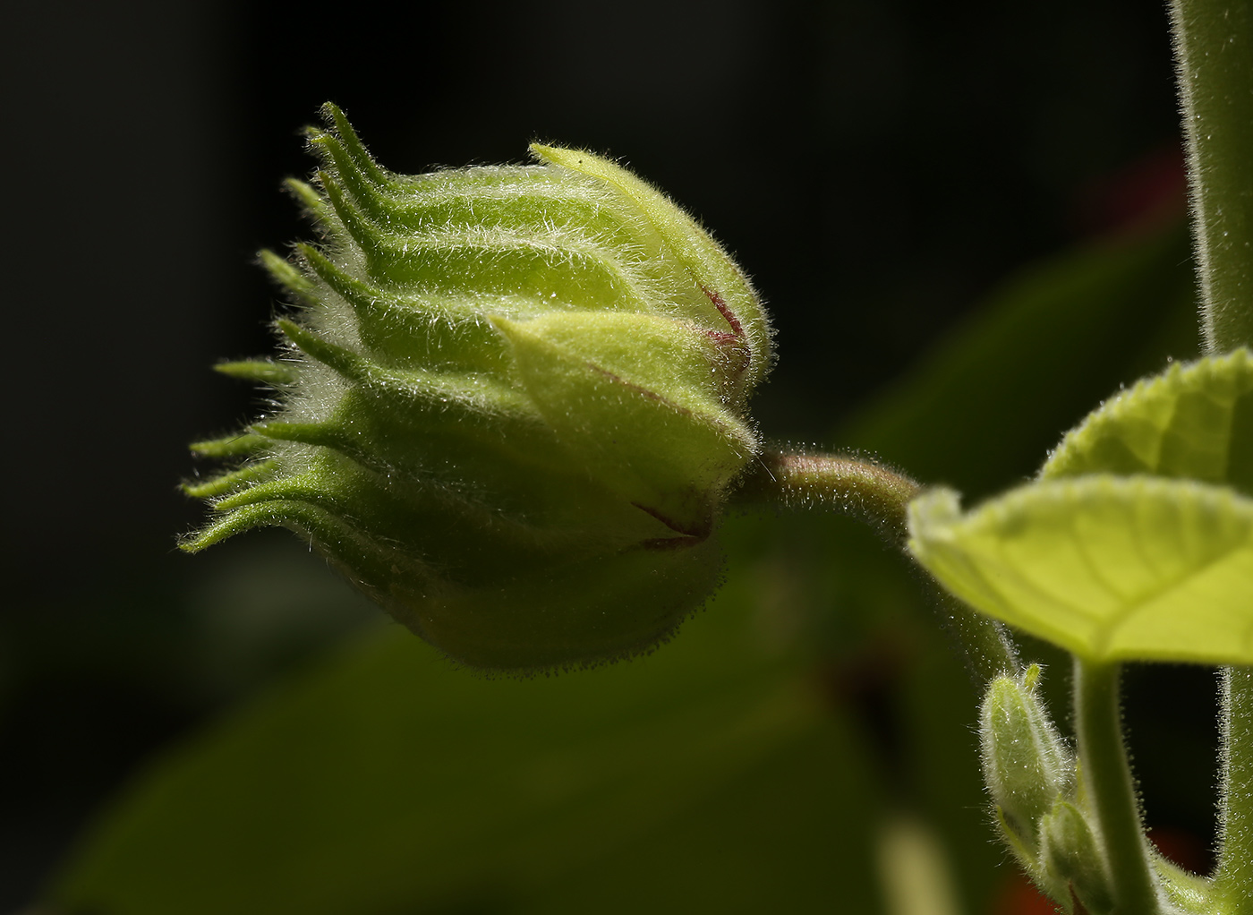 Image of Abutilon theophrasti specimen.