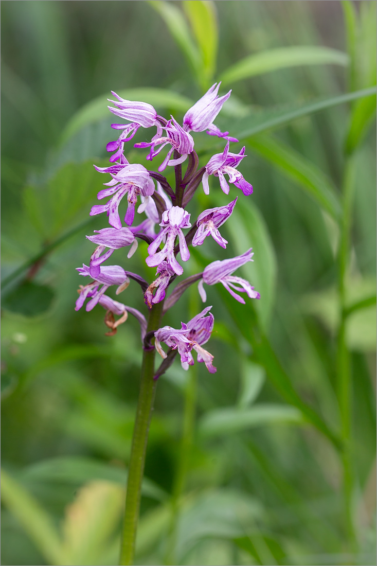 Изображение особи Orchis militaris.