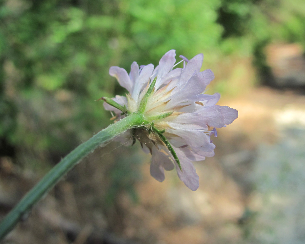 Image of Cephalaria transsylvanica specimen.