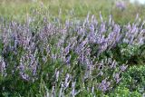 Calluna vulgaris. Цветущее растение. Ленинградская обл., Лужский р-н, г. Луга, окр. пересечения Старорусской ул. и Железнодорожной ул., сосновый лес, на песчаной почве. 15.08.2019.