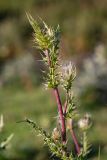 Cirsium obvallatum. Верхушка растения с развивающимися соцветиями. Кабардино-Балкария, Эльбрусский р-н, долина р. Сылтрансу, ≈ 2200 м н.у.м., субальпийский луг. 05.08.2019.