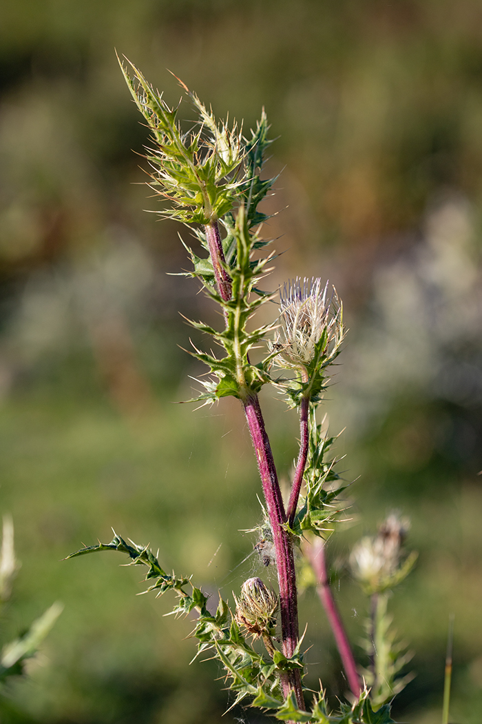 Изображение особи Cirsium obvallatum.