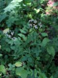 Heracleum chorodanum. Соцветия с кормящимися мухами. Карачаево-Черкесия, Тебердинский заповедник, г. Теберда, территория зоопарка заповедника. 27.07.2019.