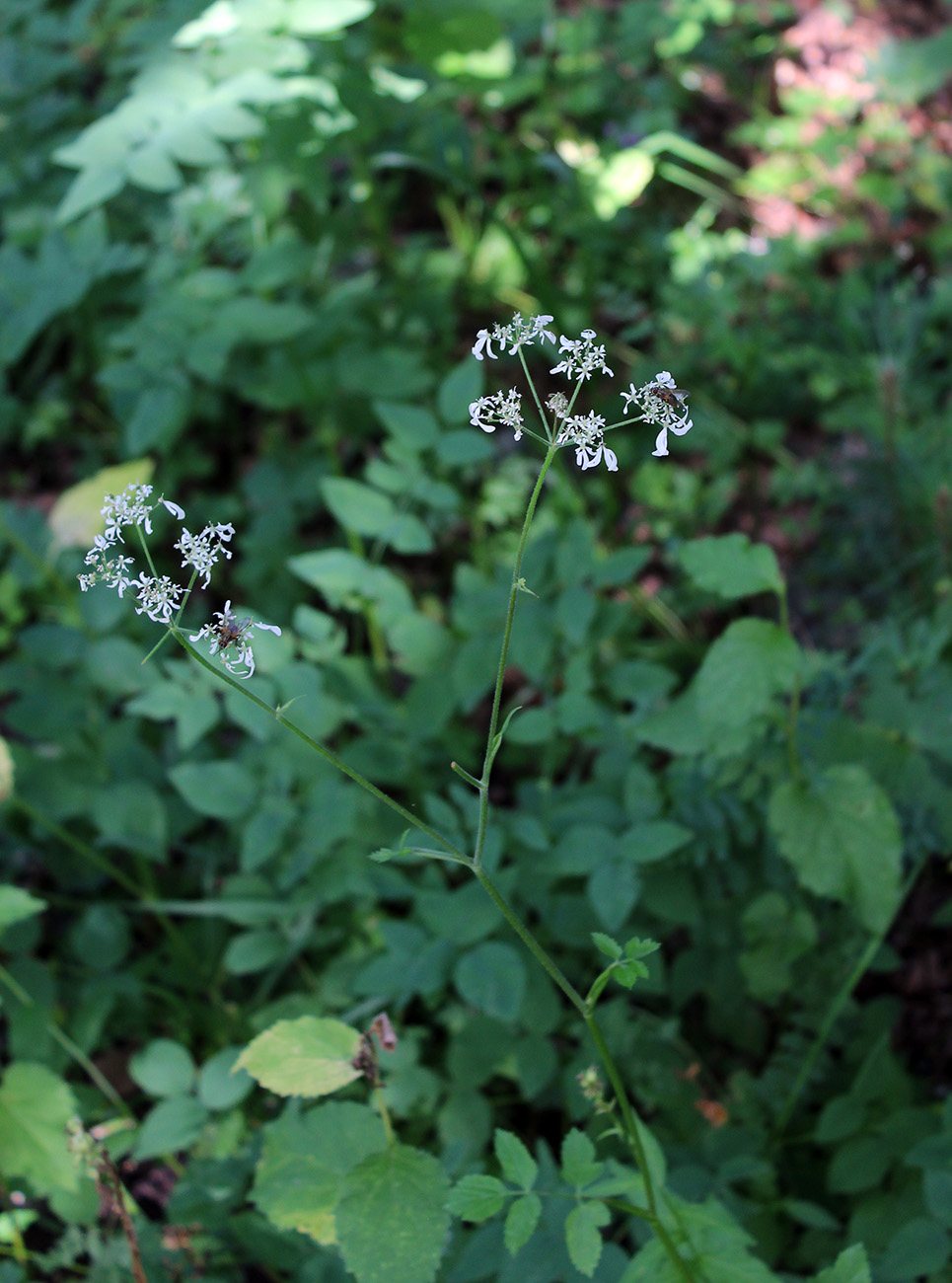 Изображение особи Heracleum chorodanum.