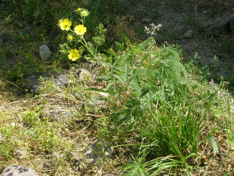 Изображение особи Potentilla pedata.