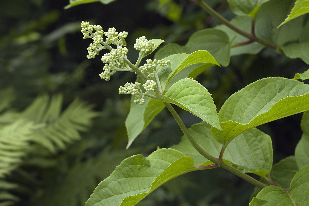 Изображение особи Hydrangea paniculata.