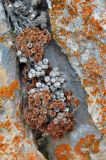 Saxifraga unifoveolata