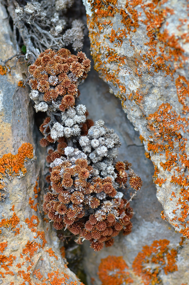 Image of Saxifraga unifoveolata specimen.