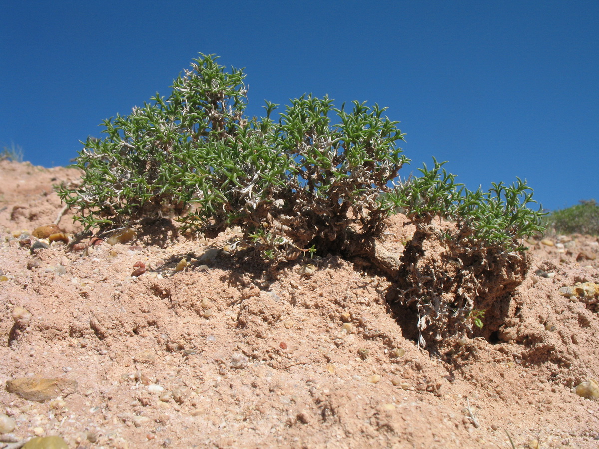 Image of Arthrophytum lehmannianum specimen.