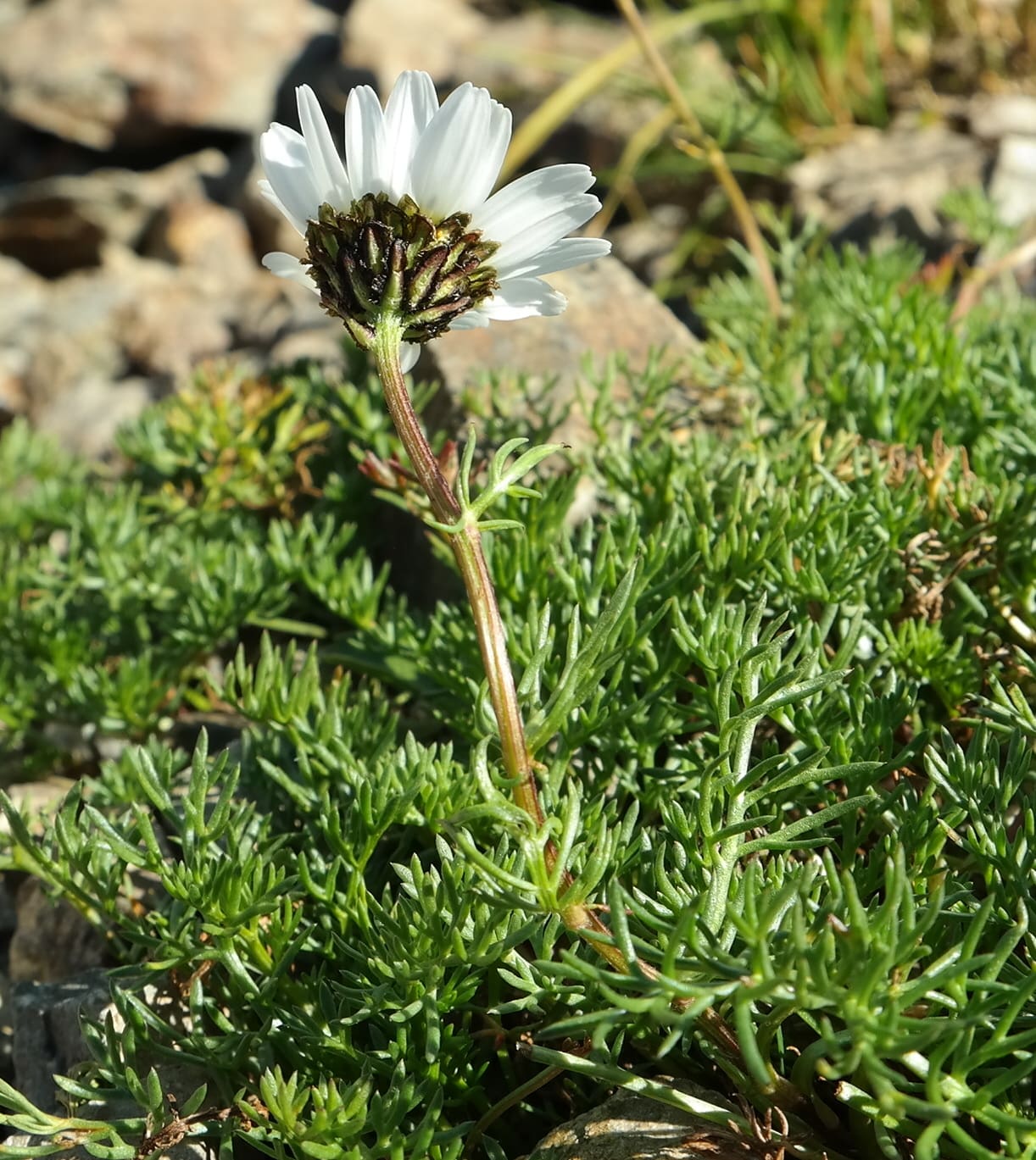 Изображение особи Tripleurospermum caucasicum.