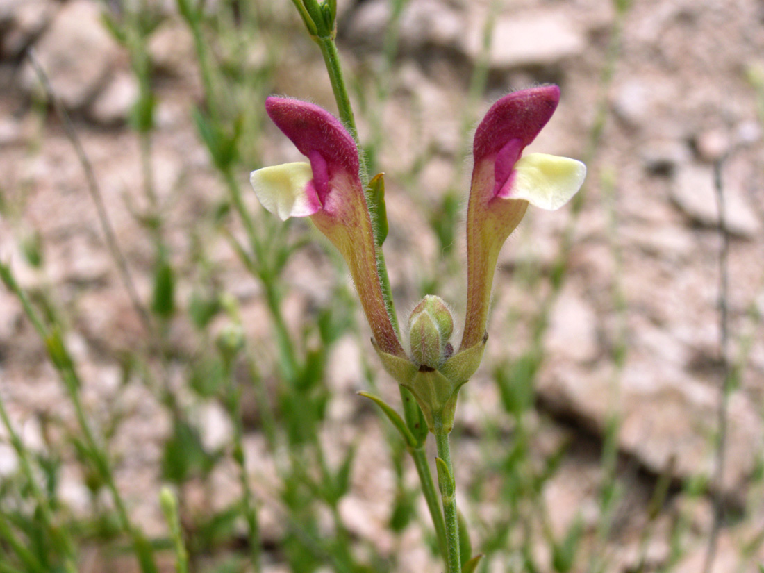 Изображение особи Scutellaria ramosissima.