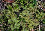 Hylocomium splendens
