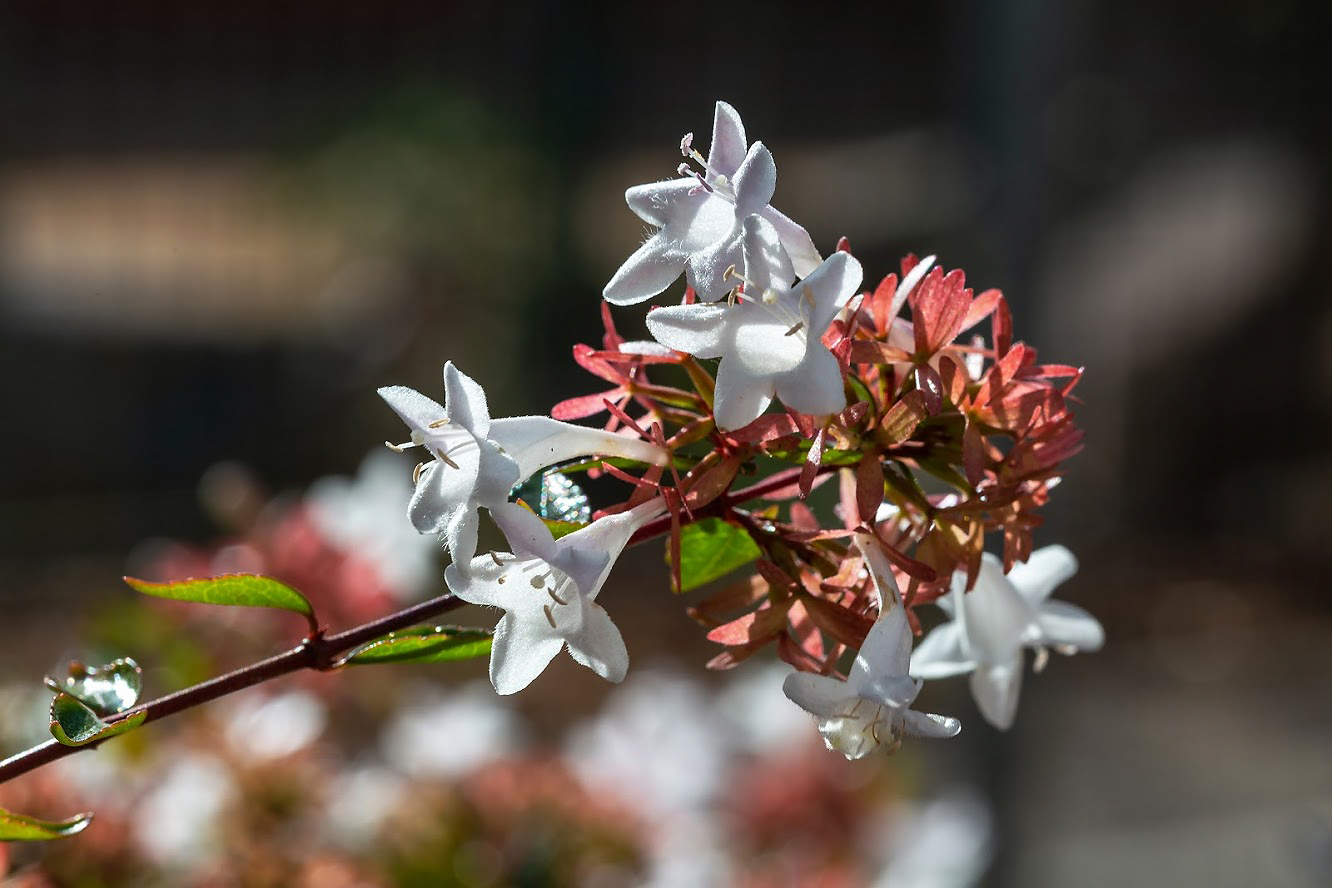 Изображение особи Abelia × grandiflora.