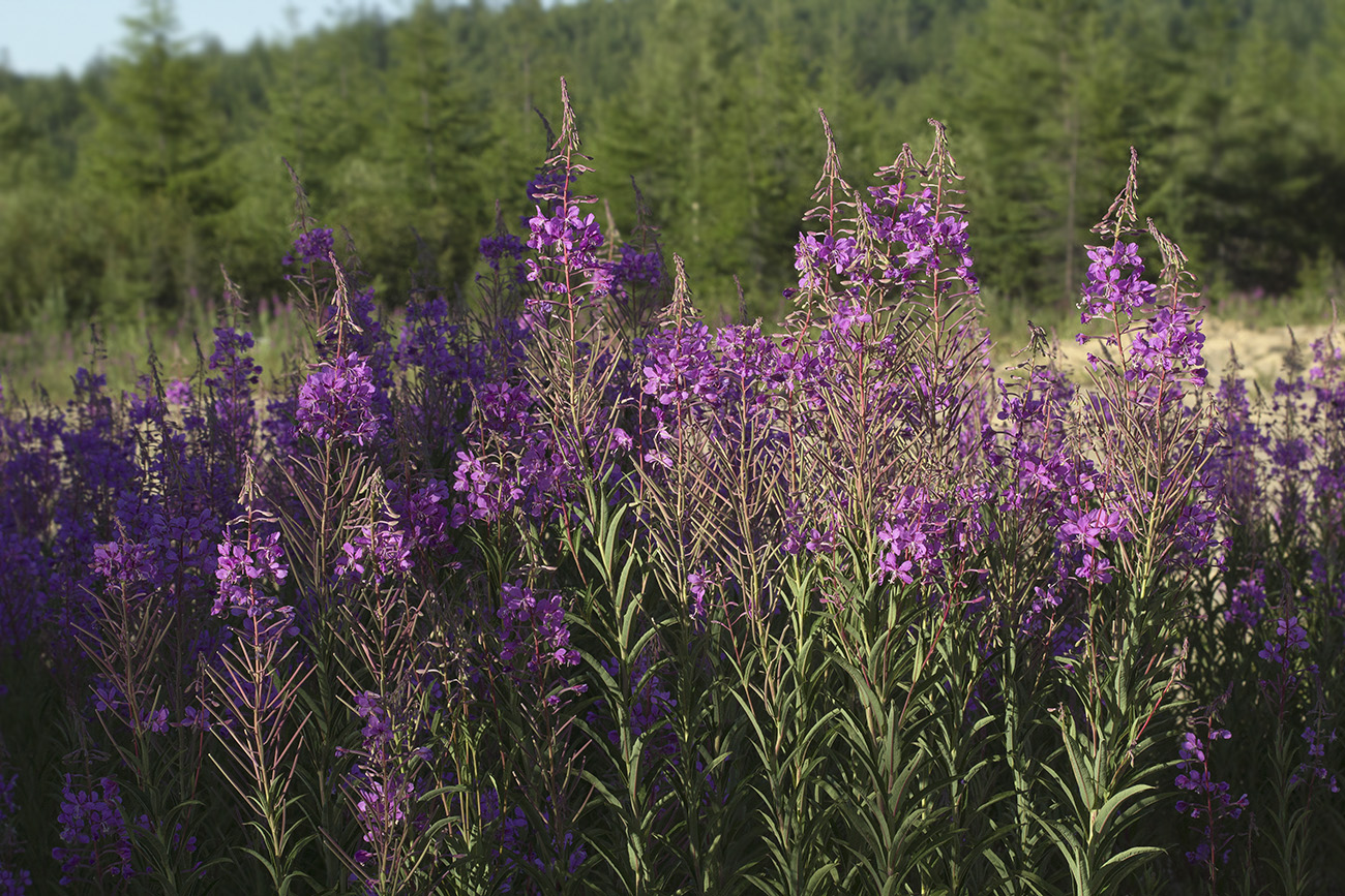 Изображение особи Chamaenerion angustifolium.