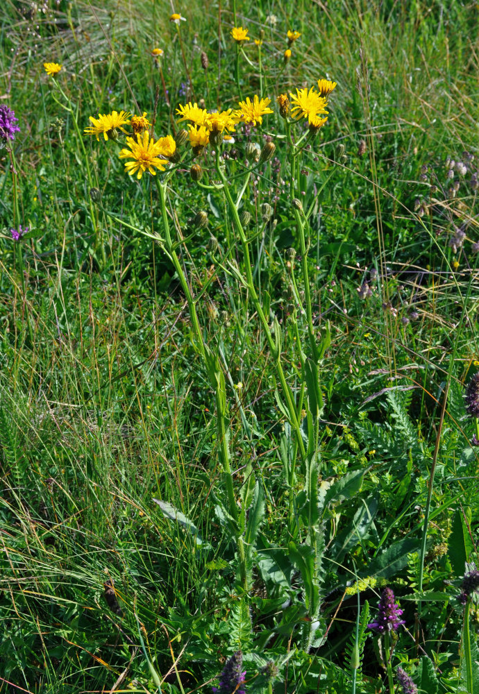 Изображение особи Crepis biennis.