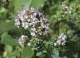 Origanum vulgare. Верхушка побега с соцветиями. Испания, автономное сообщество Каталония, провинция Барселона, комарка Осона, муниципалитет Виланова-де-Сау, окр. водохранилища Сау, канава вдоль горной дороги. 15.09.2019.