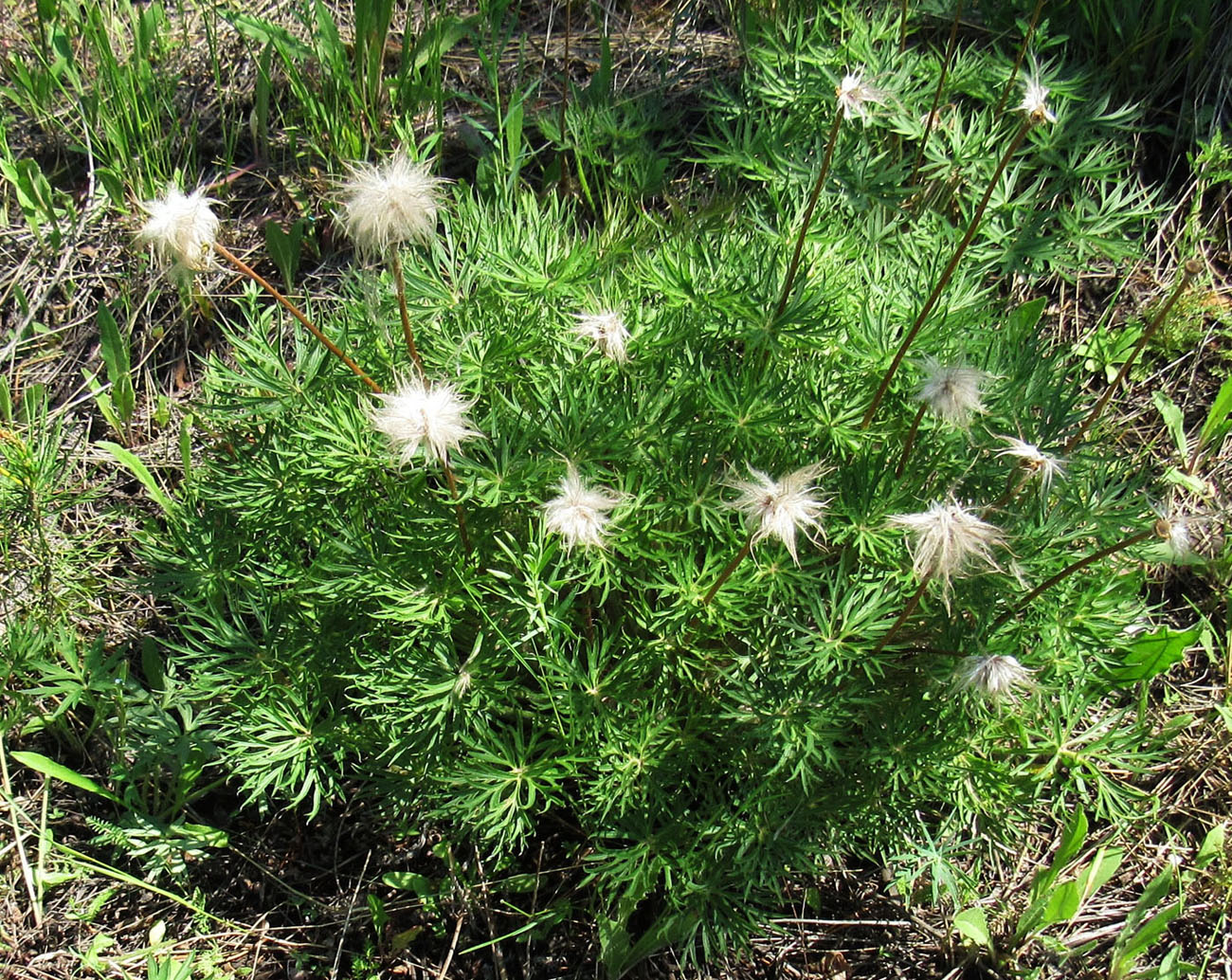 Image of Pulsatilla multifida specimen.